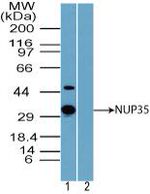 NUP35 Antibody in Western Blot (WB)