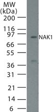NR4A1 Antibody in Western Blot (WB)