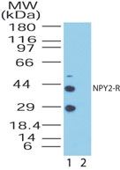 NPY2R Antibody in Western Blot (WB)