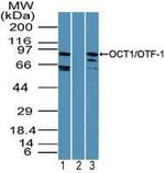 OCT1 (POU2F1) Antibody in Western Blot (WB)
