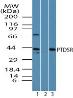 JMJD6 Antibody in Western Blot (WB)