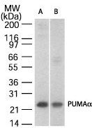 PUMA alpha Antibody in Western Blot (WB)