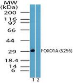 Phospho-FOXO1 (Ser256) Antibody in Western Blot (WB)