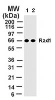 RAD1 Antibody in Western Blot (WB)