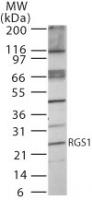 RGS1 Antibody in Western Blot (WB)