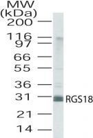 RGS18 Antibody in Western Blot (WB)