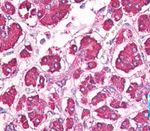 REG1A Antibody in Immunohistochemistry (Paraffin) (IHC (P))