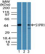 S1P1 Antibody in Western Blot (WB)