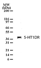 HTR1D Antibody in Western Blot (WB)
