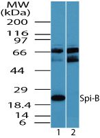 SPIB Antibody in Western Blot (WB)