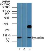Syncollin Antibody in Western Blot (WB)