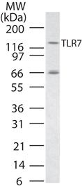 TLR7 Antibody in Western Blot (WB)