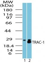 TRAC-1 Antibody in Western Blot (WB)