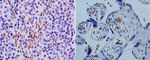TSLP Antibody in Immunohistochemistry (Paraffin) (IHC (P))