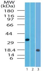 TSLP Antibody in Western Blot (WB)