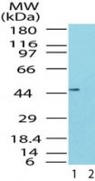 TRBP Antibody in Western Blot (WB)