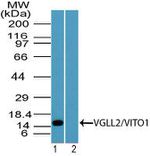 VGLL2 Antibody in Western Blot (WB)