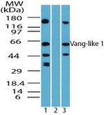 VANGL1 Antibody in Western Blot (WB)