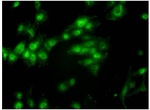 ANP Antibody in Immunocytochemistry (ICC/IF)