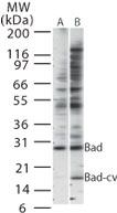 BAD Antibody in Western Blot (WB)