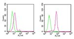 D4-GDI Antibody in Flow Cytometry (Flow)