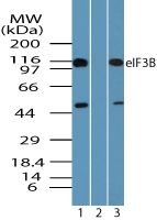 eIF3b Antibody in Western Blot (WB)