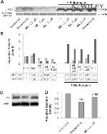 LC3B Antibody in Western Blot (WB)