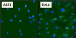 beta Catenin Monoclonal Antibody (15B8)