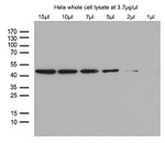 beta Actin Antibody in Western Blot (WB)