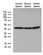 beta Actin Antibody in Western Blot (WB)