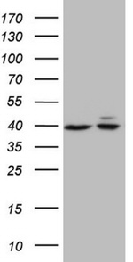 beta Actin Antibody in Western Blot (WB)
