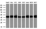 beta Actin Antibody in Western Blot (WB)