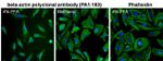 beta Actin Polyclonal Antibody