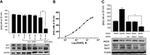 beta Actin Antibody in Western Blot (WB)
