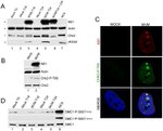beta Actin Loading Control Antibody in Western Blot (WB)