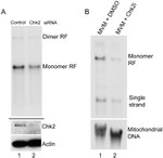 beta Actin Loading Control Antibody in Western Blot (WB)