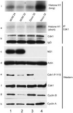 beta Actin Loading Control Antibody in Western Blot (WB)