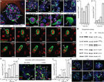 beta Actin Antibody in Western Blot (WB)