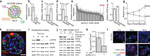 beta Actin Antibody in Western Blot (WB)