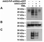 beta Actin Loading Control Antibody in Western Blot (WB)