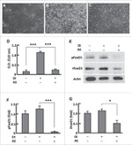 beta Actin Loading Control Antibody in Western Blot (WB)