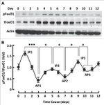 beta Actin Loading Control Antibody in Western Blot (WB)