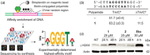 beta Actin Antibody in Western Blot (WB)