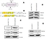 beta Actin Antibody in Western Blot (WB)