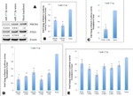 beta Actin Antibody in Western Blot (WB)
