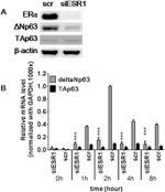 beta Actin Loading Control Antibody in Western Blot (WB)