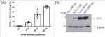beta Actin Antibody in Western Blot (WB)