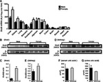 beta Actin Loading Control Antibody in Western Blot (WB)