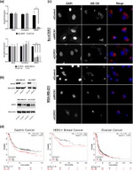 beta Actin Loading Control Antibody in Western Blot (WB)