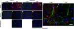 beta Amyloid Antibody in Immunohistochemistry - Free Floating (IHC (Free))